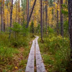 Ohjattu luontoretki Laajavuoren luonnossa virkistyspäivänä